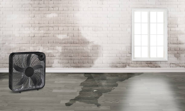 Best Local water damage restoration  in Holladay, UT